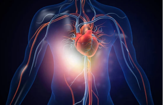 Fundamentos del Sistema Cardiovascular